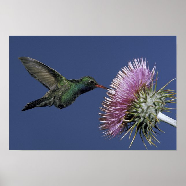 Póster América del Norte, Estados Unidos, Arizona. De fac (Frente)