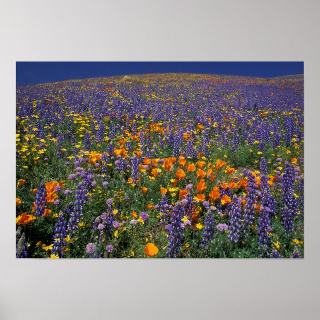 Póster América del Norte, Estados Unidos, California, Los (Frente)