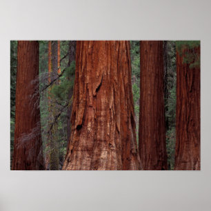 Póster América del Norte, Estados Unidos, California, Yos
