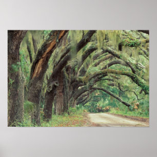 Póster América del Norte, Estados Unidos, Georgia, Cumber