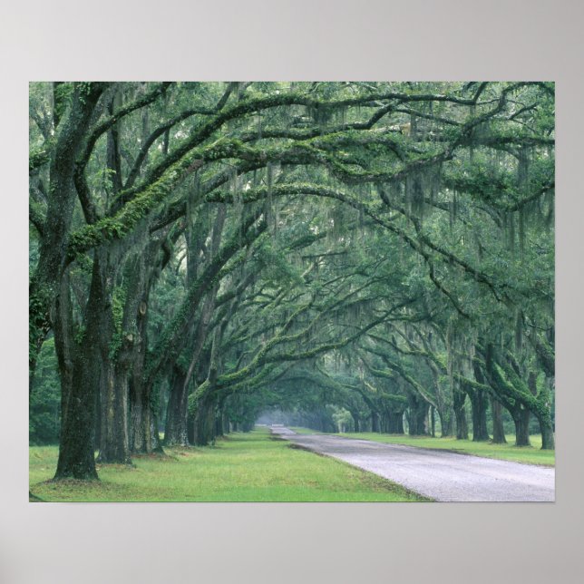 Póster América del Norte, Estados Unidos, Georgia, Savann (Frente)