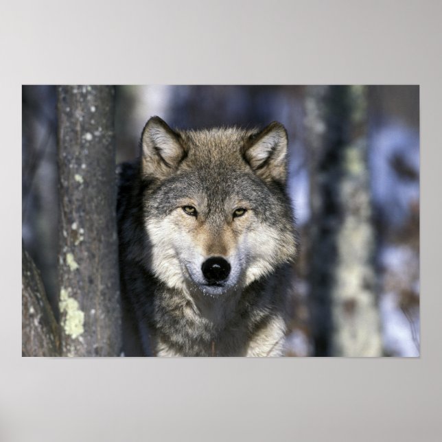 Póster América del Norte, Estados Unidos, Minnesota. Wolf (Frente)