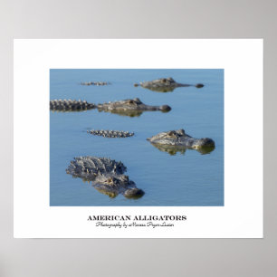 Póster American Alligators