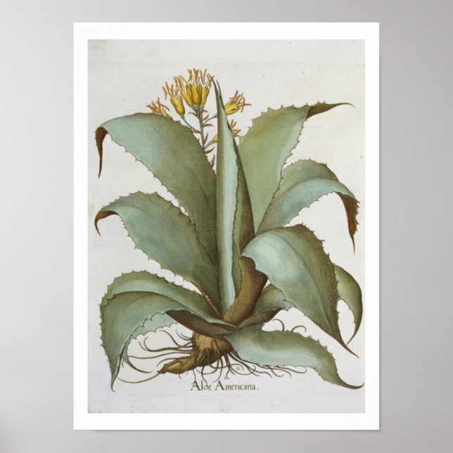 Póster American Aloe: Aloe Americana, de 'Hortus Ey' (Frente)