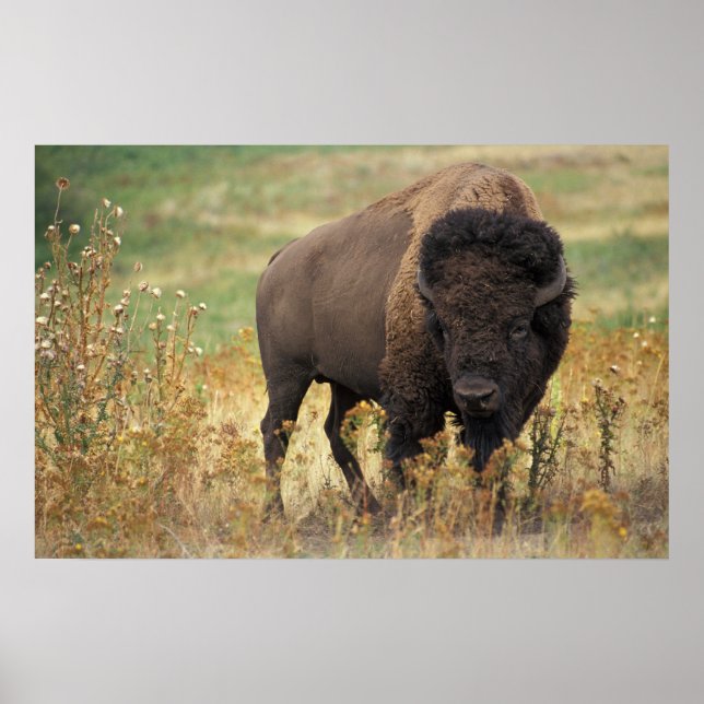 Póster American Bison (Frente)