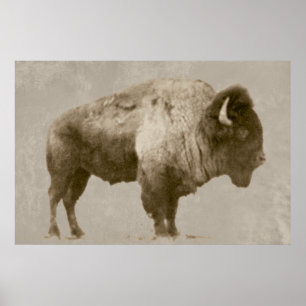 Póster American Bison
