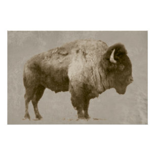 Póster American Bison