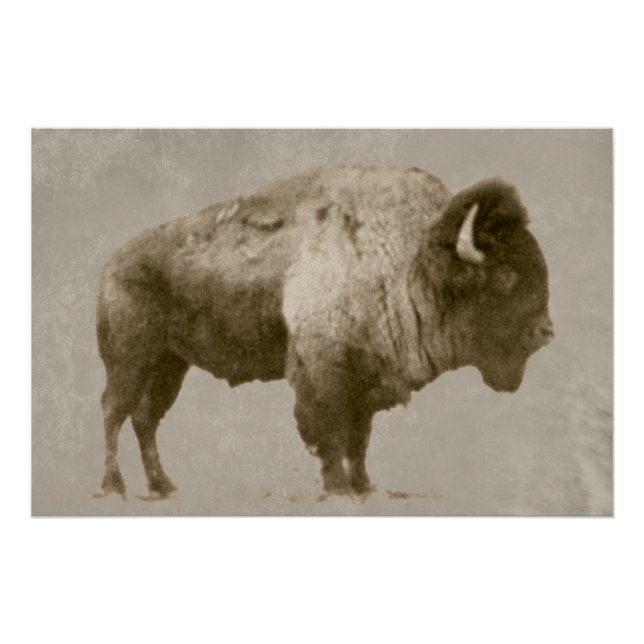 Póster American Bison (Anverso)