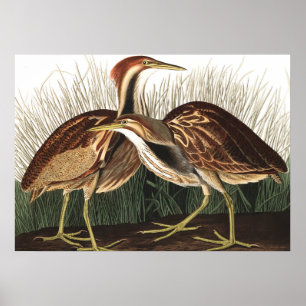 Póster American Bittern by John James Audubon