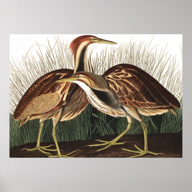 Póster American Bittern by John James Audubon (Frente)