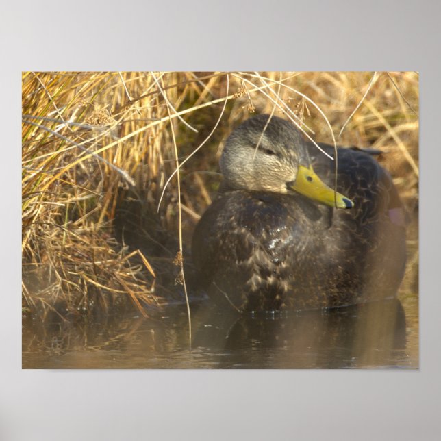 Póster American Black Duck Poster (Frente)