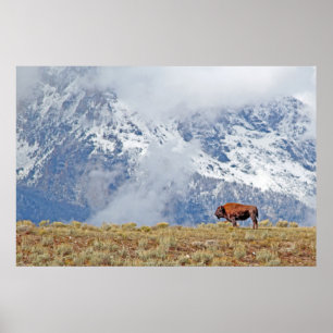 Póster American Buffalo High in the Tetons Poster