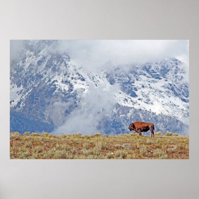 Póster American Buffalo High in the Tetons Poster (Frente)