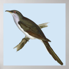 Póster American Cuckoo Bird Poster