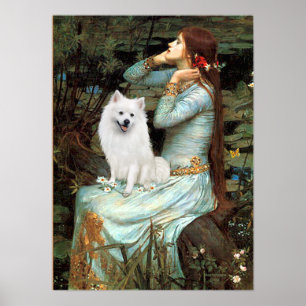 Póster American Eskimo Dog - Ophelia Seated
