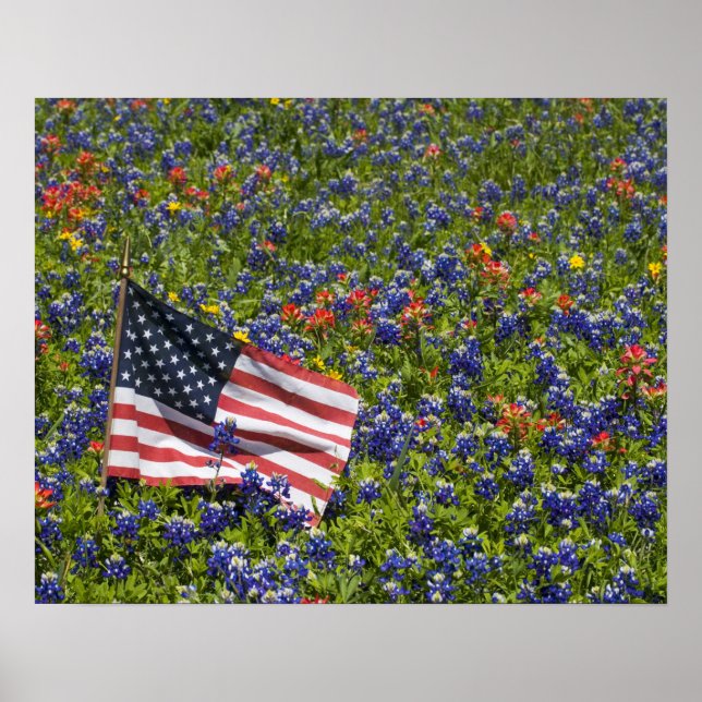Póster American Flag in field of Blue Bonnets, 2 (Frente)