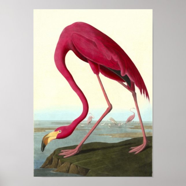 Póster American Flamingo, John James Audubon (Frente)