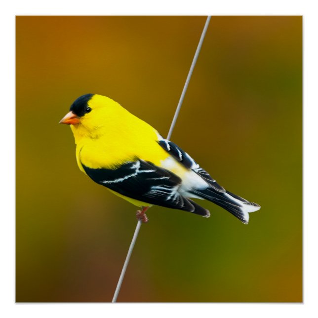 Póster American Goldfinch - Fotografía original (Anverso)