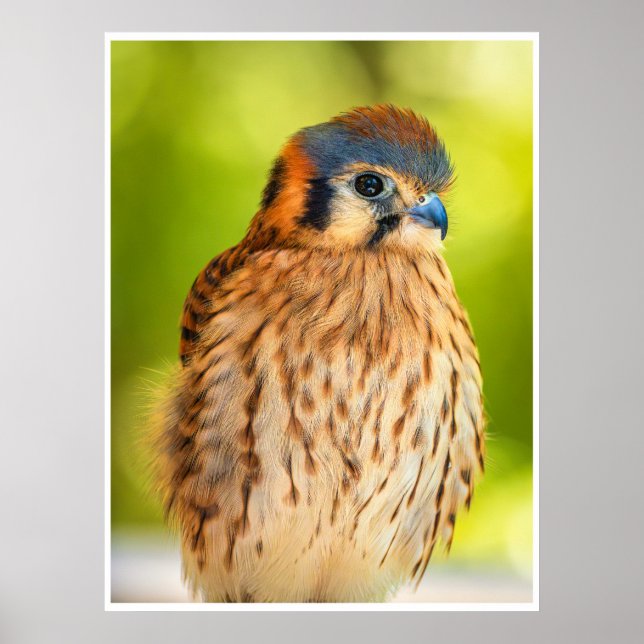 Póster American Kestrel Falcon Portrait Wildlife Print (Frente)