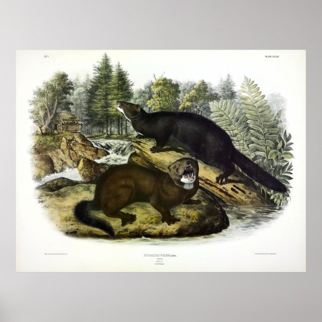 Póster American Mink, visión de Neovison de Audubon (Frente)
