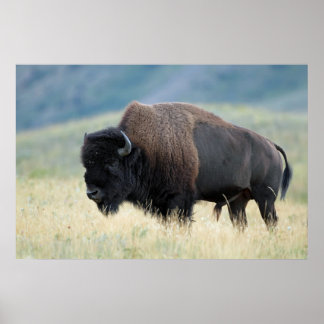 Póster American Plains Bison