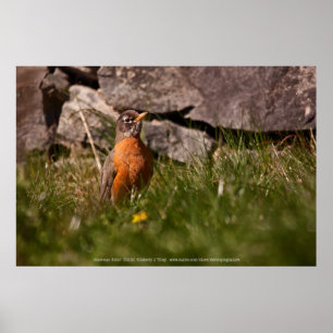 Póster American Robin