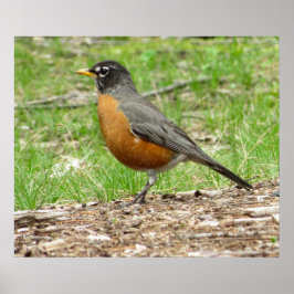 Póster American Robin