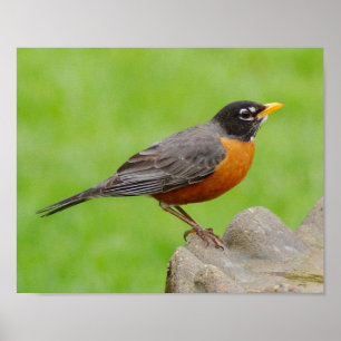 Póster American Robin Print