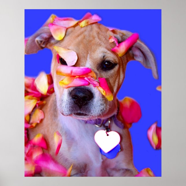 Póster American Staffordshire Terrier Boxer Mix Puppy Dog (Frente)