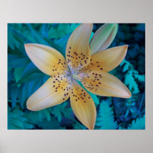 Póster American Tiger Lily