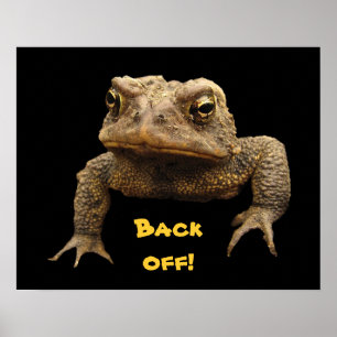 Póster American Toad