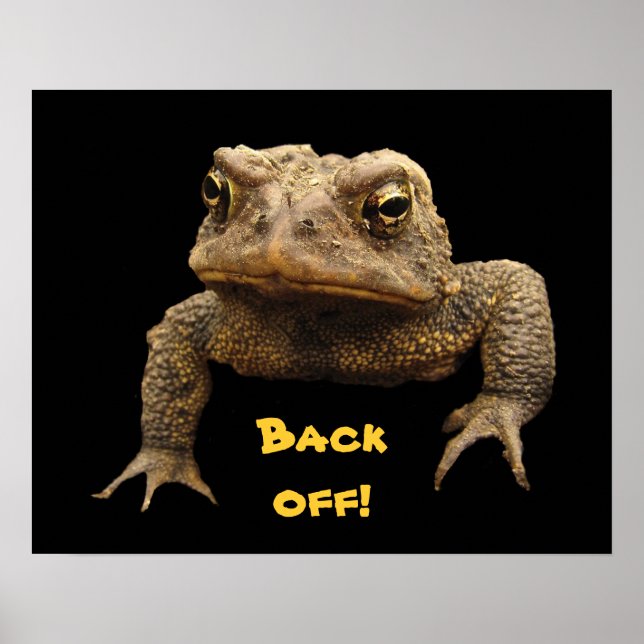 Póster American Toad (Frente)
