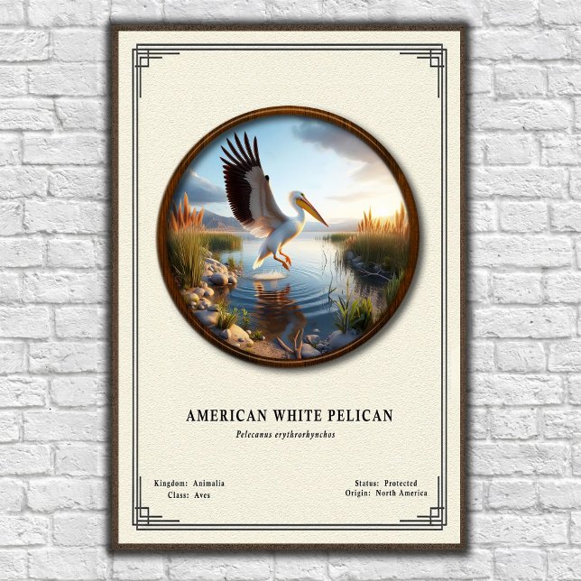 Póster American White Pelican Zoology Series Poster (Subido por el creador)
