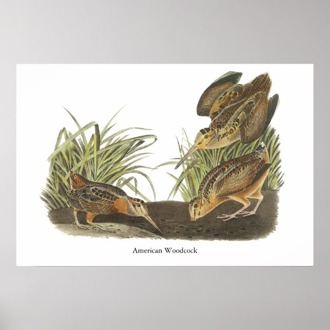 Póster American Woodcock, John Audubon Print (Frente)