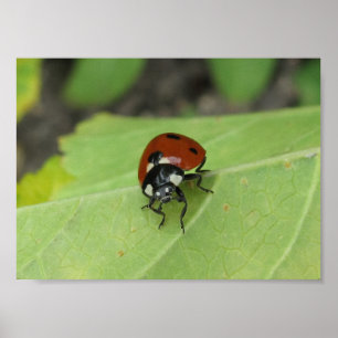 Póster Amigable Poster de Ladybug