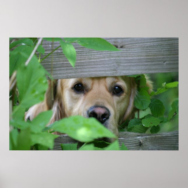 Póster Amigo (Frente)