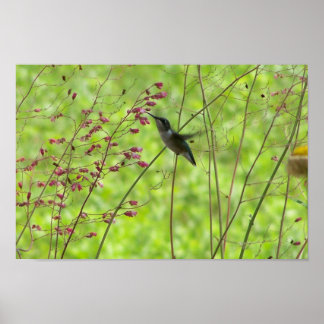 Póster Amigo de verano