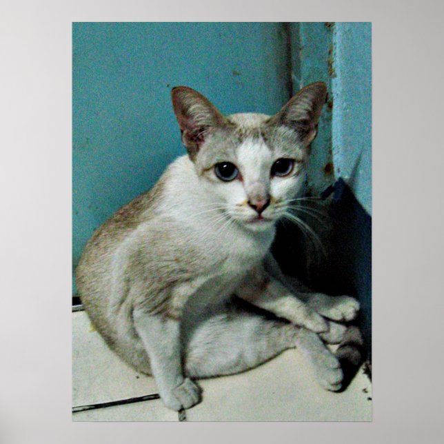Póster Amigo del gato siamés (Frente)