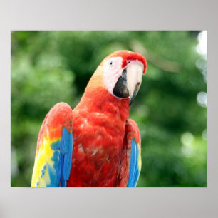 Póster amigo del macaw del escarlata