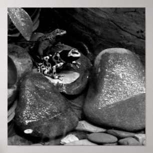 Póster Amigos de Dart Frog B+W