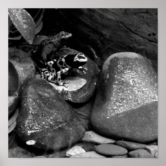 Póster Amigos de Dart Frog B+W (Frente)