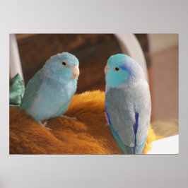 Póster Amigos de Feathered Blue Pacific Parrotlets Bird A