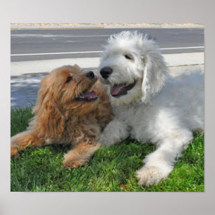 Póster Amigos de Goldendoodle y labradoodle
