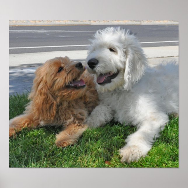 Póster Amigos de Goldendoodle y labradoodle (Frente)
