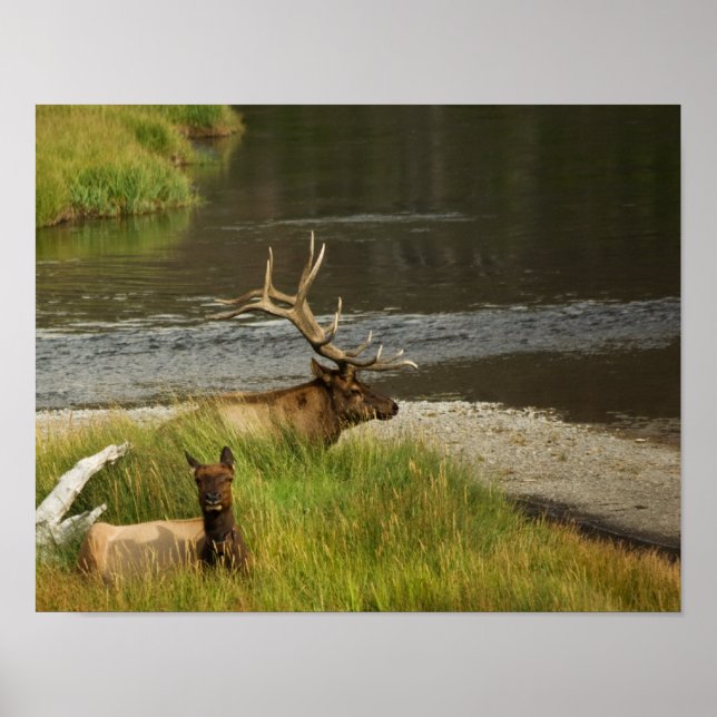 Póster Amigos de Yellowstone Impreso (Frente)