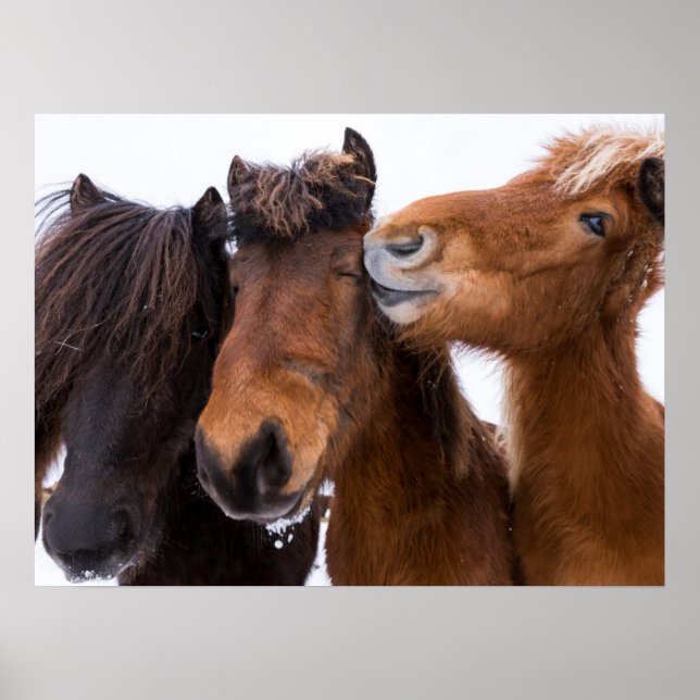 Póster Amigos del Caballo Islandés, Islandia (Frente)