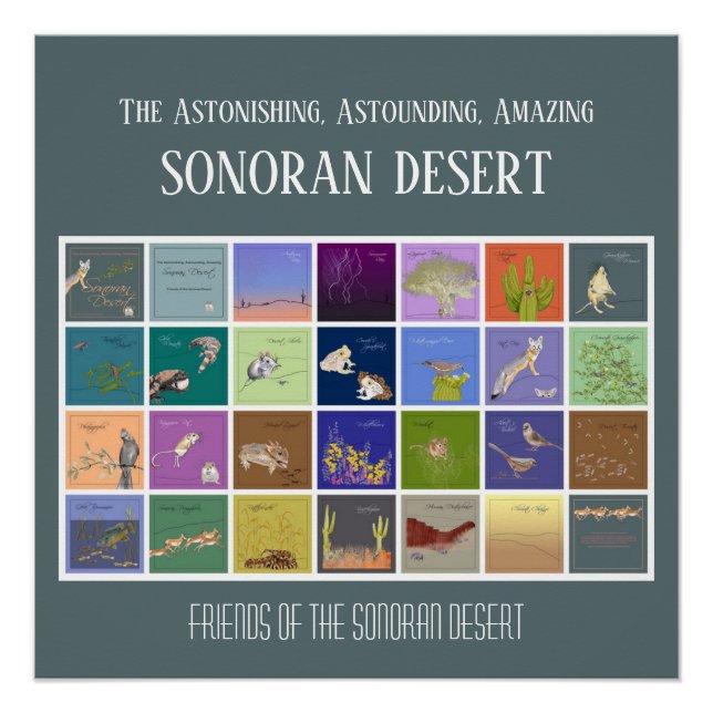Póster Amigos del desierto de Sonoran (Anverso)