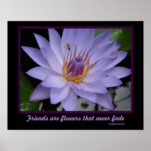 Póster Amigos son flores Amistad Morple Water Lily (Frente)