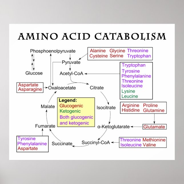 Póster Amino Acid Catabolism Diagram (Frente)