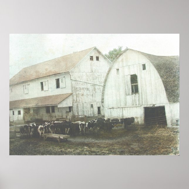 Póster Amish Dairy (Frente)